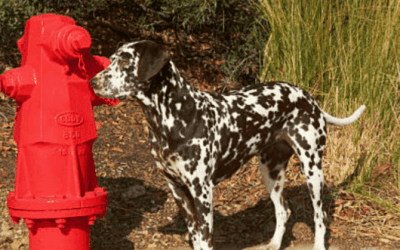 Perros de Rescate Bombero